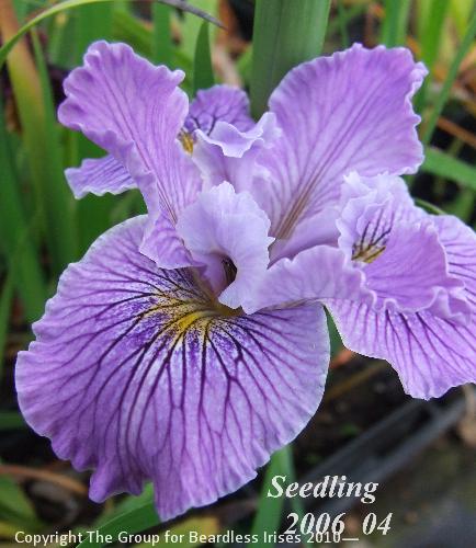 pci seedling 2006_04